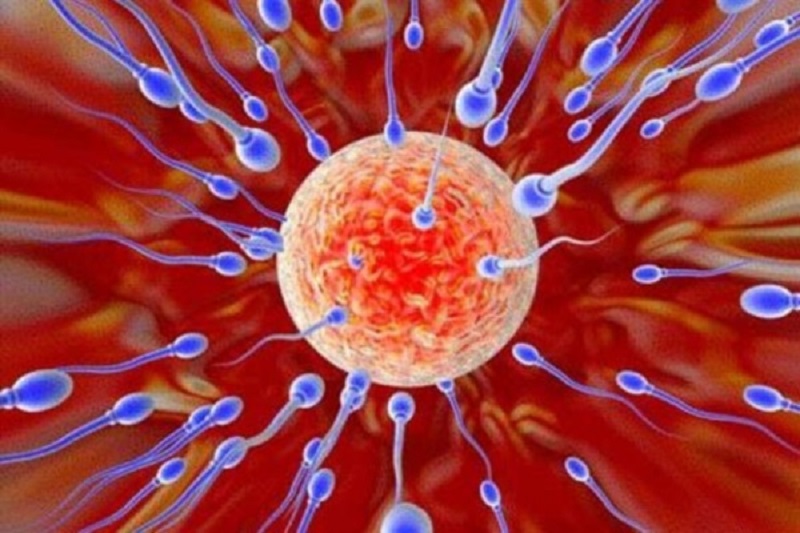Hình ảnh minh họa về quá trình trứng gặp tinh trùng